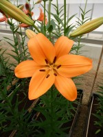 [4060 Pedrolino No02.JPG]